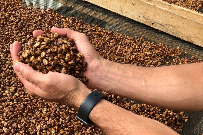 Coffee Farm and Salento Walking Tour - What’s included in the $88 price (and what you may pay extra)