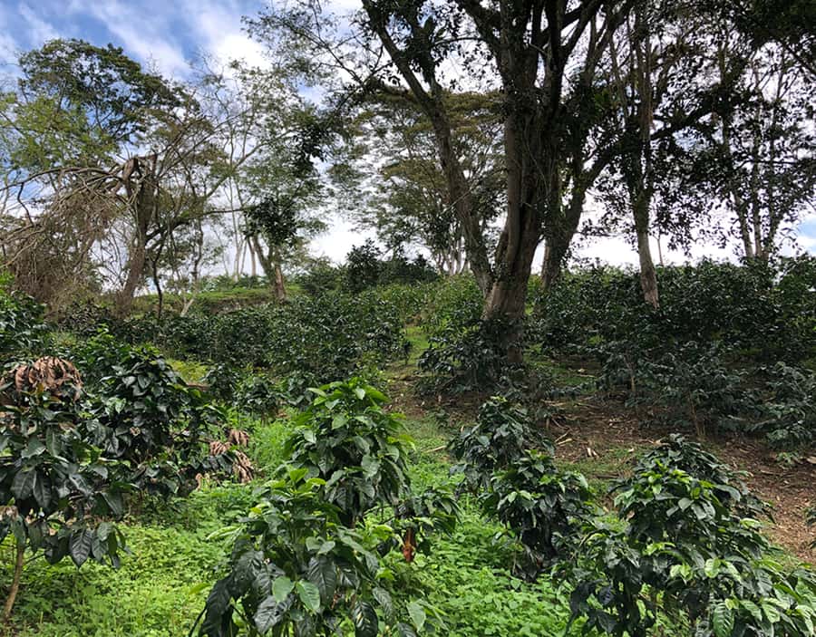 Coffee Farm and Salento Walking Tour - Tips to make the day smoother