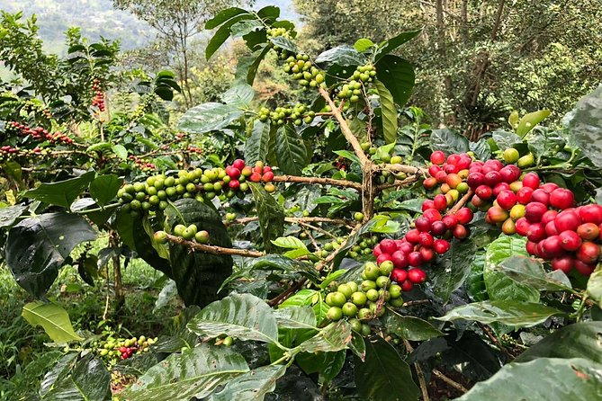 Coffee Farm and Salento Walking Tour - How the 5-hour plan feels in real life