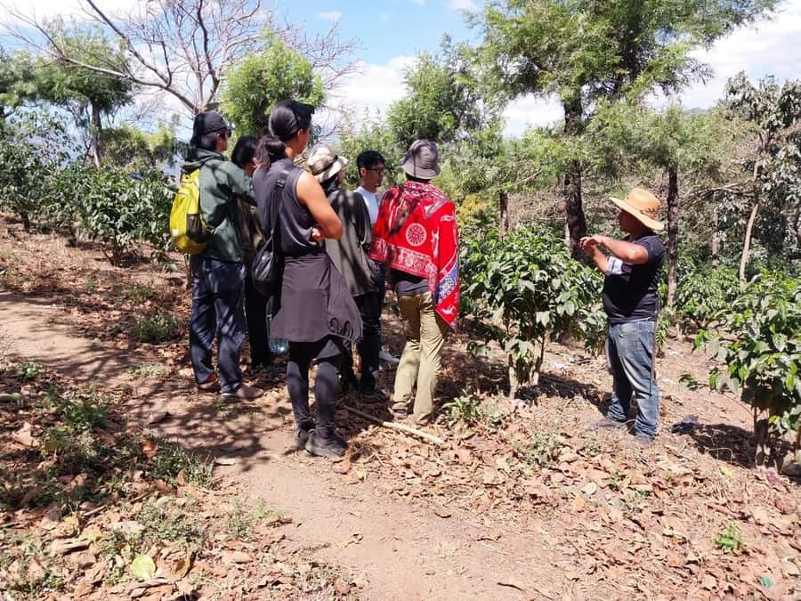 Coffee farm experience - Who this tour fits best (and who should skip it)