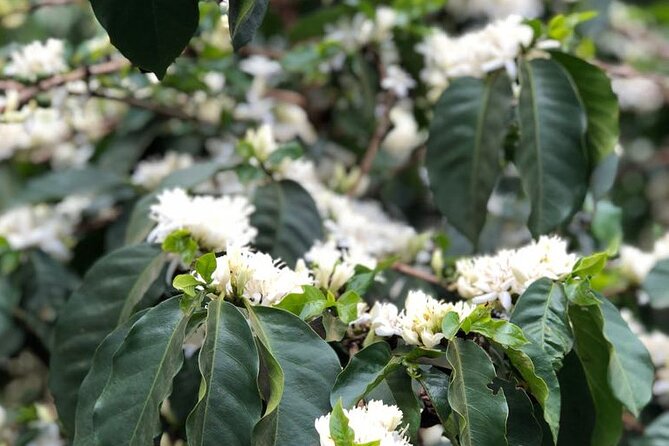 Coffee farm tour, coffee roasting and tasting experience - Who this tour suits best (and who might want to skip it)