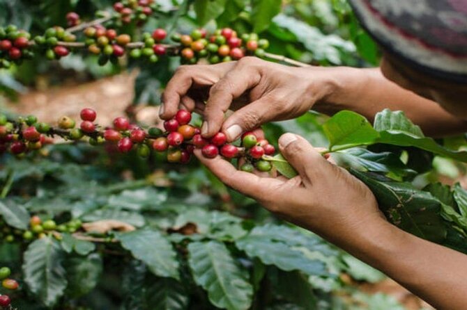 Coffee Farm Tour (Fairview) - Key things to know before you go