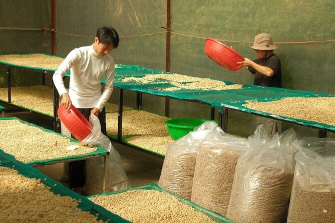 Coffee Farm Tour with Roasting & Tasting Workshop - Da Lat - Brewing on-site: turning your roast into a cup you can evaluate