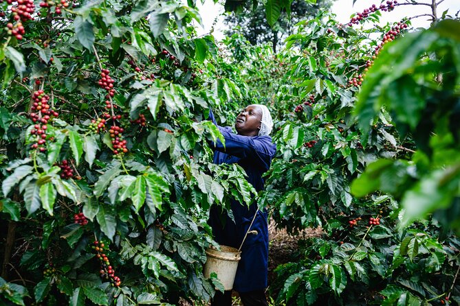 Coffee Farm Village & Factory Half Day Tour with Pick-Up - Coffee Farm Village & Factory Tour: Why This Half Day Works