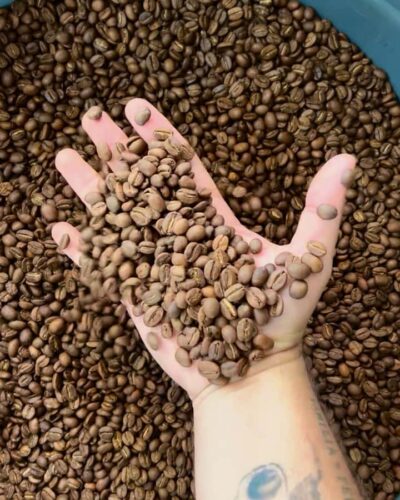 Coffee Tour Salento-Ocaso Farm- English Tour - What happens during the coffee farm walk: tree to harvest