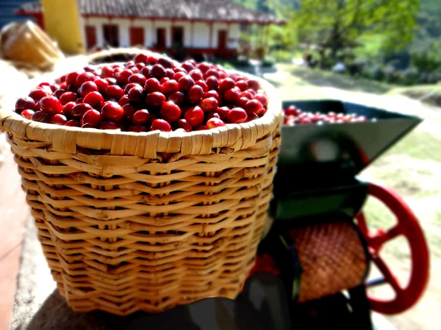 Coffee Tour Salento-Ocaso Farm- English Tour - Price and value: is $14 for 1.5 hours a fair deal?