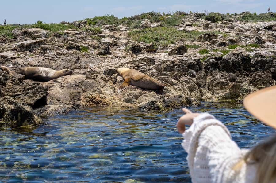 Coffin Bay: Oyster Farm Boat Tour with Wading & 12 Oysters - Dolphins, fur seals, and Brother’s Island: wildlife without the circus