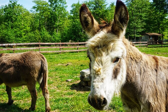 Connect with Rescue Animals on a Private Farm Tour in Catskills - Key highlights before you go