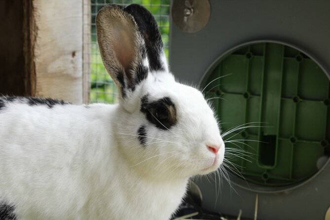 Connect with Rescue Animals on a Private Farm Tour in Catskills - Accessibility, Service Animals, and Who This Fits Best