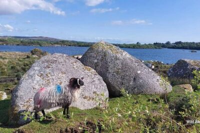 Connemara Sheep Farm experience & Kylemore Abbey by Lux Limousine - The Connemara drive: Killary Fjord, Leenane, bogland, and Wild Atlantic Way views