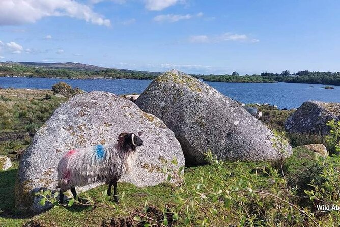 Connemara Sheep Farm experience & Kylemore Abbey by Lux Limousine - The Connemara drive: Killary Fjord, Leenane, bogland, and Wild Atlantic Way views