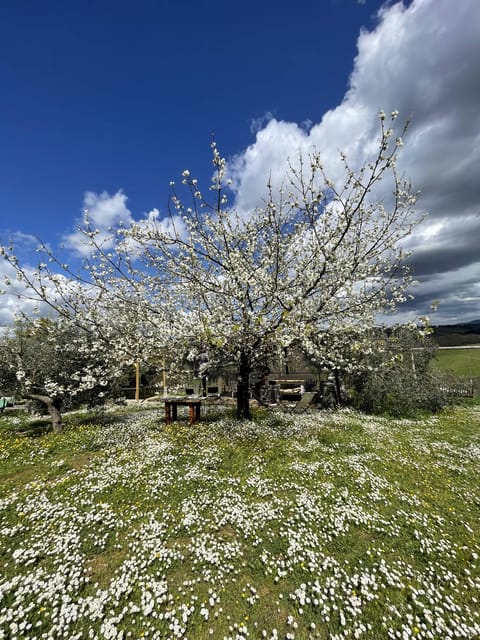 Cooking class in our family farm in Chianti with lunch - Lunch on the terrace: vineyards and olive trees, timed for relaxation