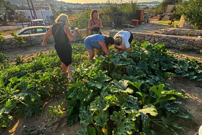 Cooking Class Sunset Dinner and Tour in Paros Farm - Should you book this Paros farm cooking class?