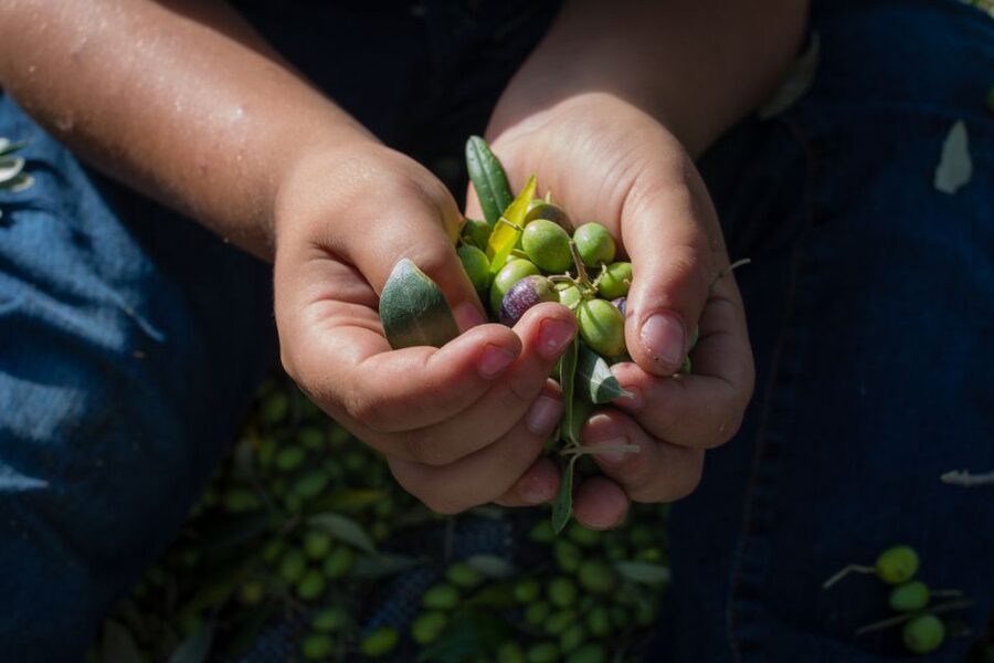 Corfu: Organic Olive Oil Farm Tour with Transfer and Tasting - Walking the Olive Groves: Turning Trees Into Real Understanding