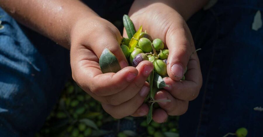 Corfu: Organic Olive Oil Farm Tour with Transfer and Tasting - Price and What You Really Get for $101