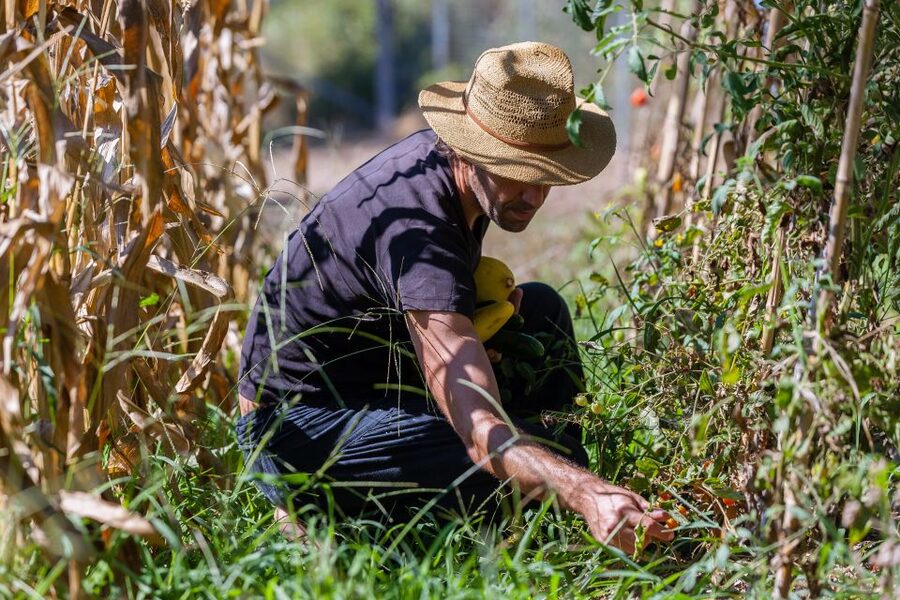 Corfu: Organic Olive Oil Farm Tour with Transfer and Tasting - Should You Book the Corfu Organic Olive Oil Farm Tour?