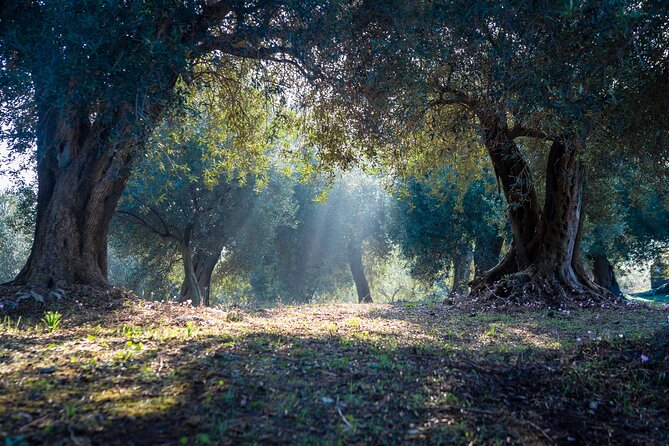 Corfu Organic Olive Oil Tasting at Family Farm - Dr. Kavvadia’s Organic Farm: Why This Tasting Feels Personal