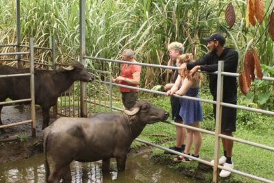 Costa Rica Descents Organic Farm - Medicinal plants: traditional use meets plant science