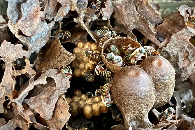 Cozumel: Hands-On Chocolate, Tortilla, Salsa & Honey Experience - Sacred Bees and honey tasting: the step that makes you look twice