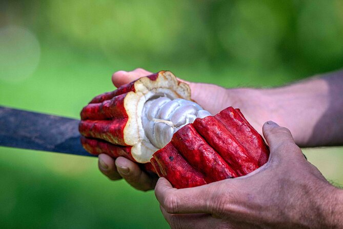 Craft Chocolate Tasting and Farm Experience on the Big Island - Key highlights you should not miss