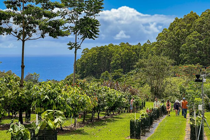 Craft Chocolate Tasting and Farm Experience on the Big Island - How this cacao farm tour feels different from a basic tasting