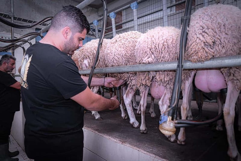 Crete: Farm Visit with Cheese Tasting and Milking Experience - Farm life in Crete, not a museum-style demo