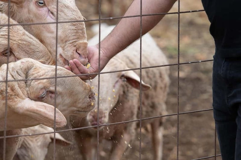 Crete: Farm Visit with Cheese Tasting and Milking Experience - Milking goats and sheep: the hands-on part people remember