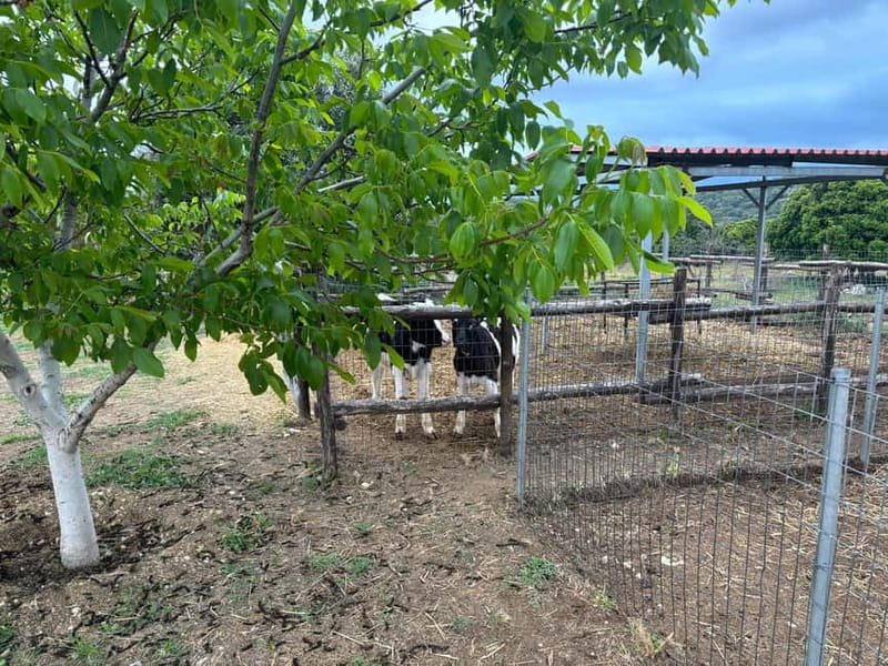 Crete: Farm Visit with Cheese Tasting and Milking Experience - Cheese making viewing: you see the full path from milk to Cretan cheese