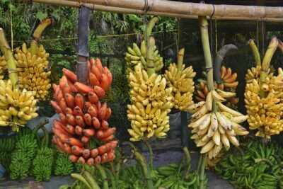 Cuenca to Guayaquil one-way tour with Cajas Park and a Cacao Farm visit - Cajas National Park at Laguna La Toreadora: optional hike, big ecosystem payoff