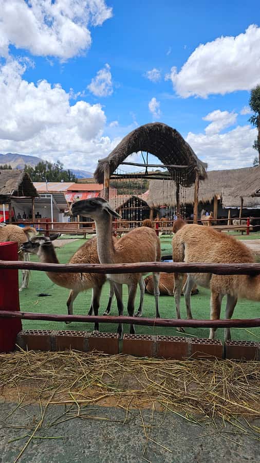 Cusco: Alpaca and Llama Farm Tour w/ Transfer & Weaving Demo - Meet the Camelids: Alpaca vs Llama (and the Extras)