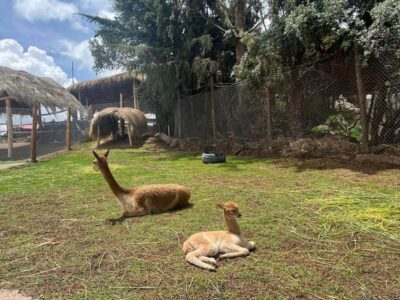 Cusco: Alpaca and Llama Farm Tour w/ Transfer & Weaving Demo - Getting Picked Up and Skipping the Fuss at Manos de la Comunidad