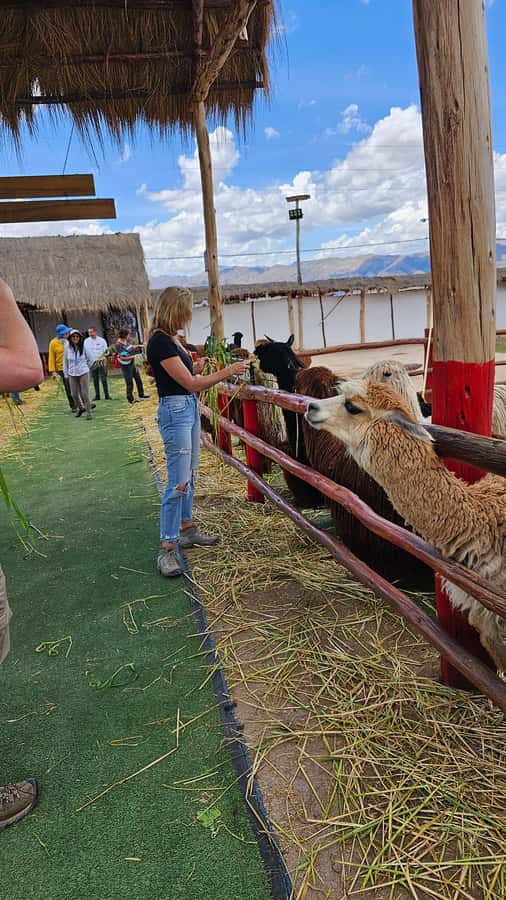 Cusco: Alpaca and Llama Farm Tour w/ Transfer & Weaving Demo - Price and Logistics: Is $34 Good Value?