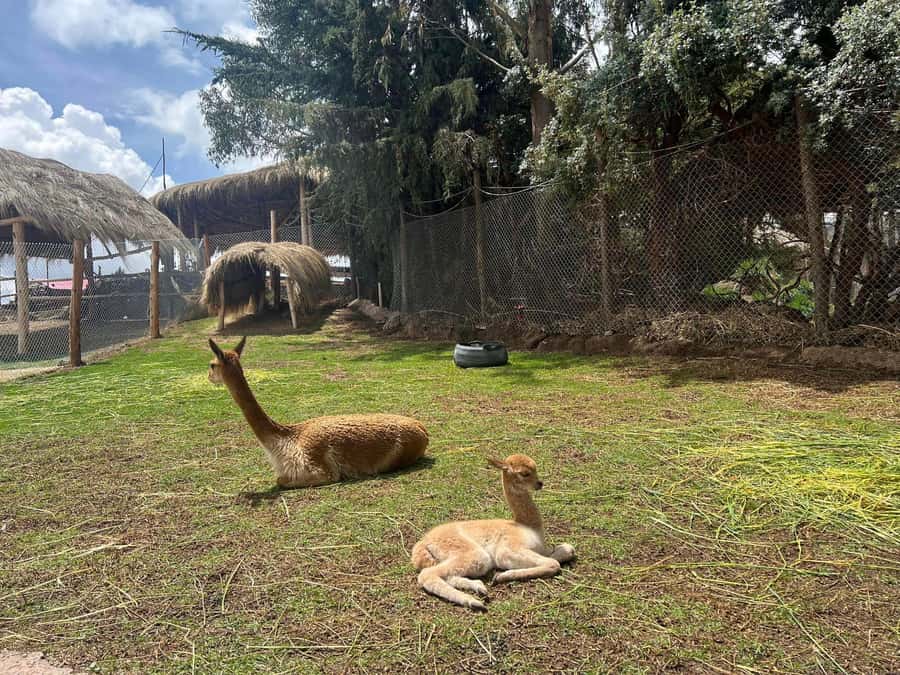 Cusco: Alpaca and Llama Farm Tour w/ Transfer & Weaving Demo - Getting Picked Up and Skipping the Fuss at Manos de la Comunidad
