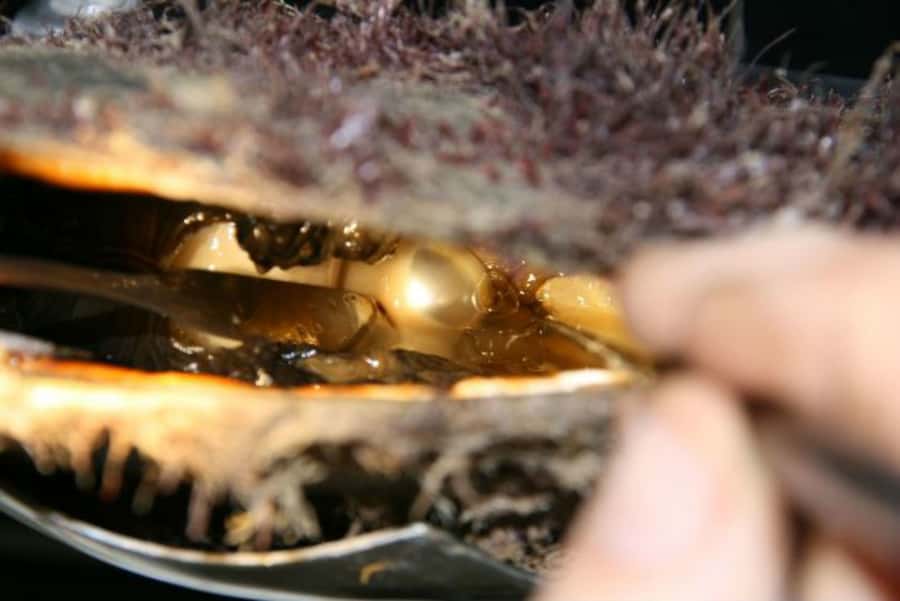Cygnet Bay Pearl Farm Behind-the-Scenes Tour & Live Harvest - Key things to know before you go