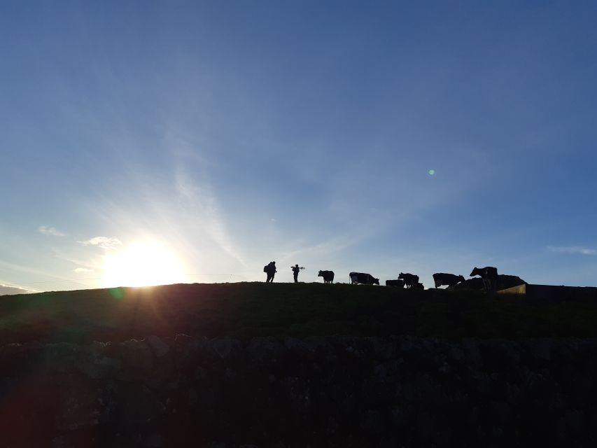 Dairy farm Visit and Cow Milking Experience in Azores - Who Should Book This Dairy Milking Experience