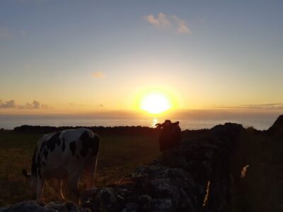 Dairy farm Visit and Cow Milking Experience in Azores - Meeting by Praia da Vitória: Easy Start, Real Farm Day