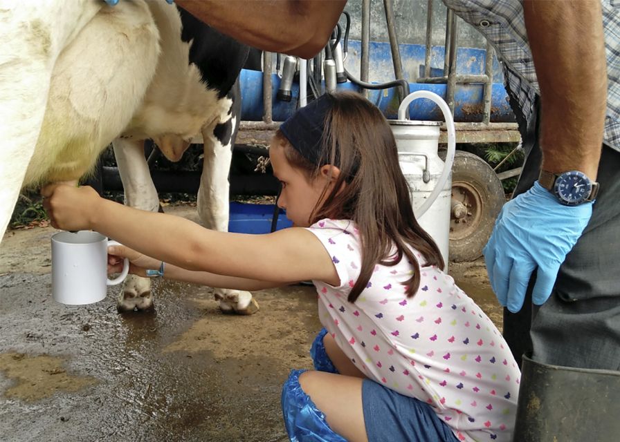 Dairy farm Visit and Cow Milking Experience in Azores - Price and Value: Is $57 Worth It?