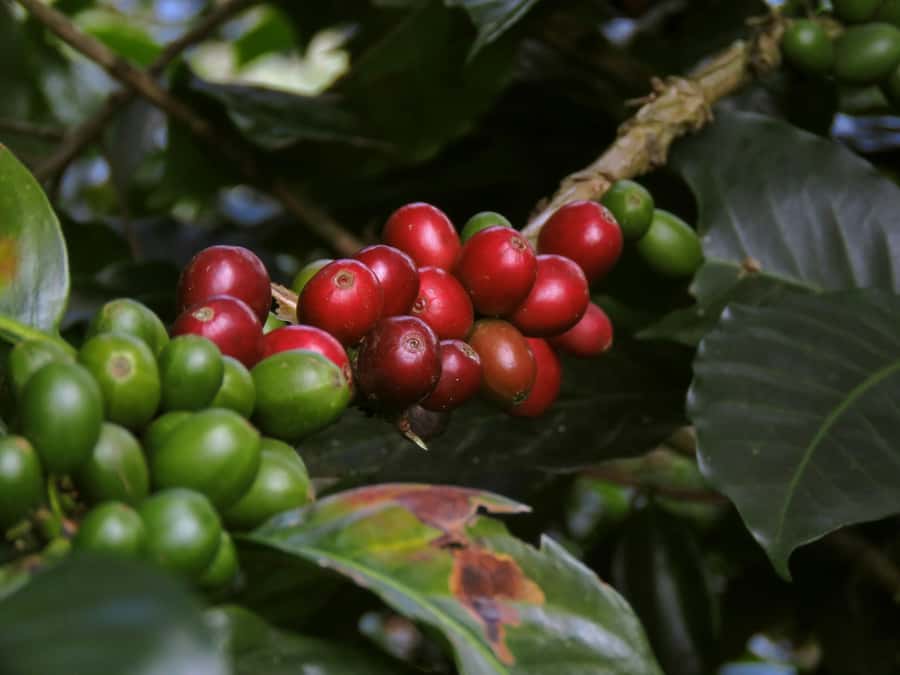 Day Tour to Fairview Coffee Farm - Key highlights worth your time