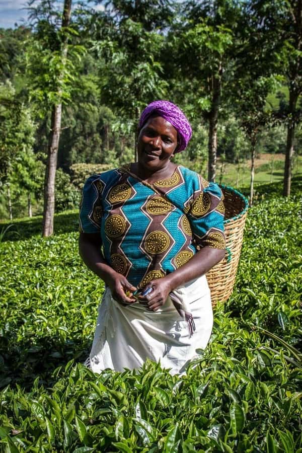 Day Tour to Fairview Coffee Farm - Nairobi to Kiambu: the short ride that gets you into coffee country