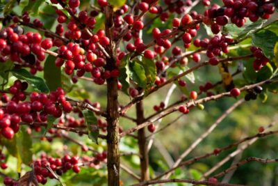 Day Tour to Fairview Coffee Farm - Fairview orientation: farm history first, so the rest makes sense