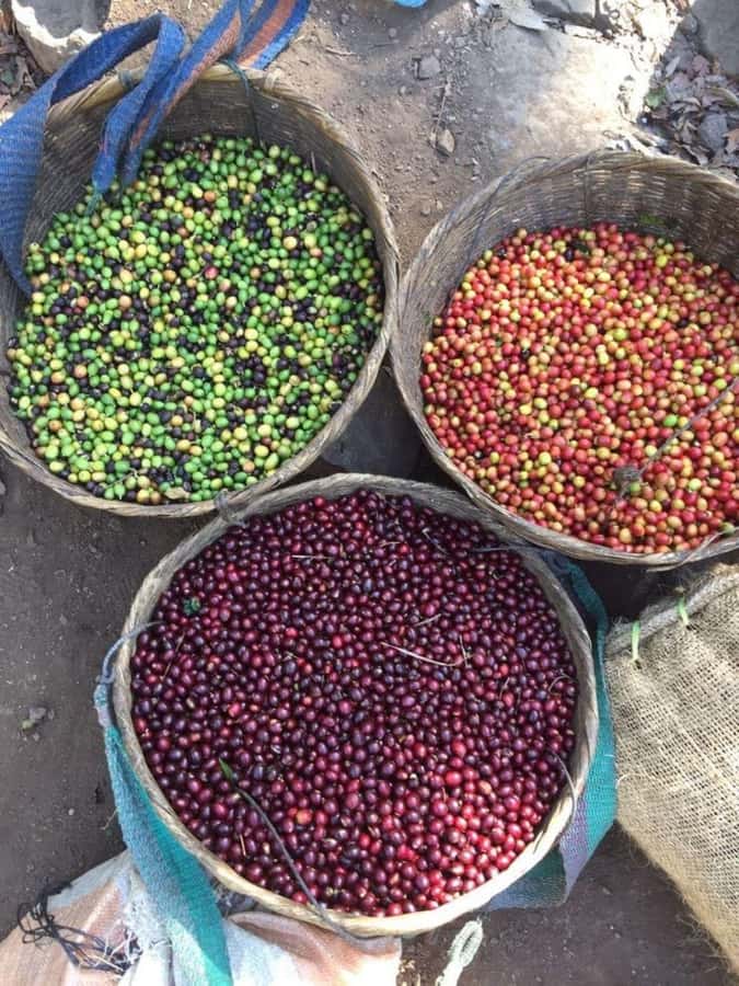 Day Tour to Fairview Coffee Farm - Pickup, drivers, and timing: smooth logistics with one realistic note