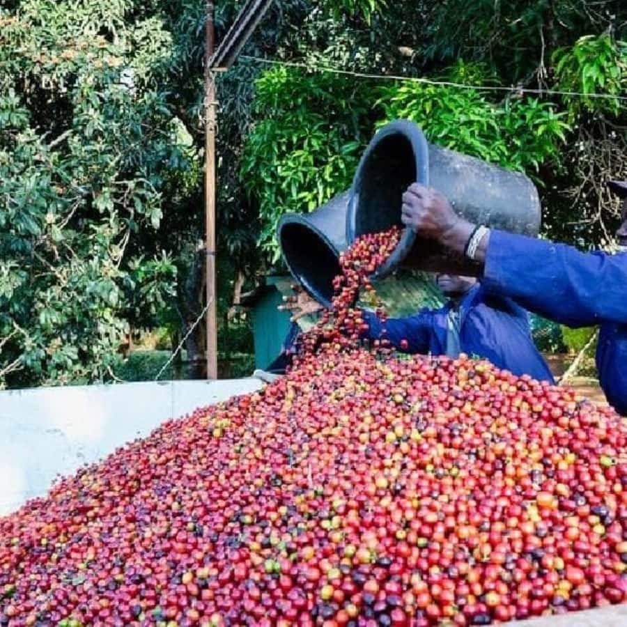 Day Tour to Fairview Coffee Farm - What you’ll walk away knowing (and how to use it)
