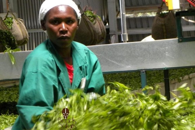 Day Tour To Kiambethu Tea Farm in Limuru - Kiambethu Tea Farm arrival: tea talk, fields, and how production works
