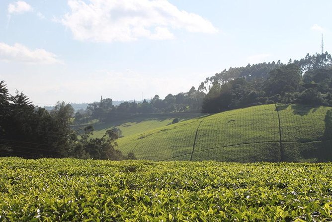 Day Tour To Kiambethu Tea Farm in Limuru - Tea-field views from the verandah: Ngong Hills and a calm pre-lunch break