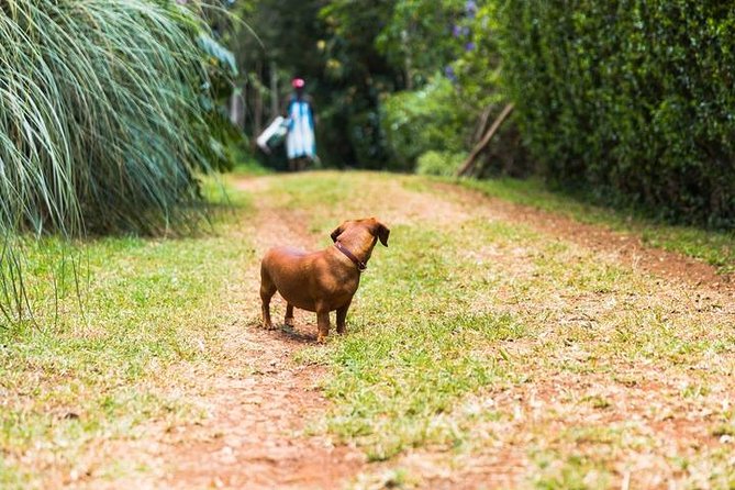 Day Tour To Kiambethu Tea Farm in Limuru - Price and value: what $115 buys when transfers, lunch, and fees are included