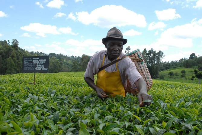 Day Tour To Kiambethu Tea Farm in Limuru - The indigenous forest walk: plant ID, traditional uses, and Colobus monkey spotting