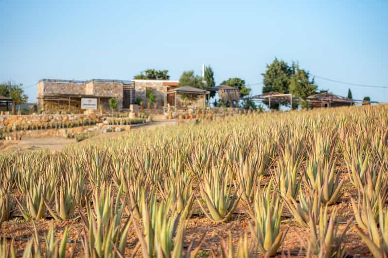 Discover Aloe: A Farm Walk & Workshop - Getting to Puli Village: where this aloe experience starts