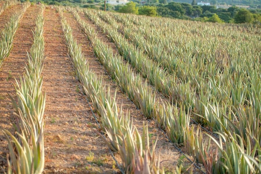 Discover Aloe: A Farm Walk & Workshop - From freshly harvested leaves to essential oil