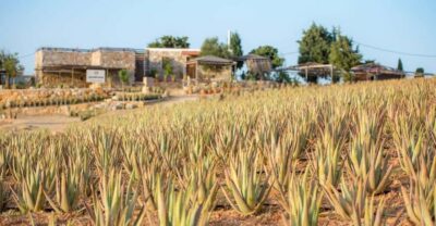 Discover Aloe: A Farm Walk & Workshop - The Aloe farm walk: how you’ll learn without a textbook