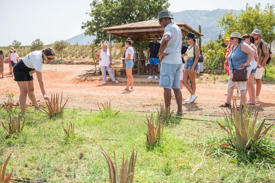 Discover Aloe: A Farm Walk & Workshop - Price and logistics: is it worth $29 for 90 minutes?